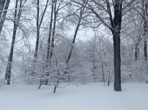 Snowy Backyard