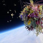 Flowers In Space