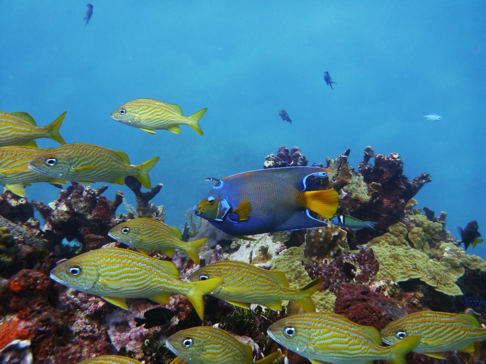 Manchones Reef, Isla Mujeres