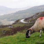 Ring of Kerry road with sheep in foreground